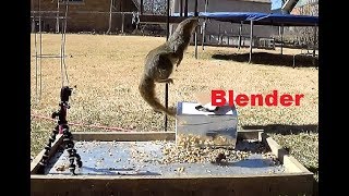 BLENDER - How High Can A Squirrel Jump? I was Shocked!!!