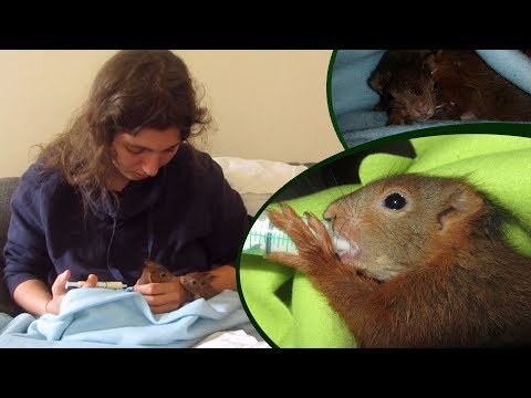 Vidéo: Comment prendre soin des bébés écureuils (avec photos)