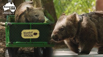 Walking Wombats - De baan waarvan je niet wist dat je die nodig had