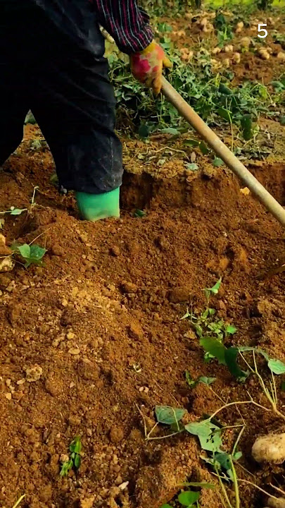 Panen buah bengkoang segar di kebun dengan hasil yang sangat memuaskan #shorts