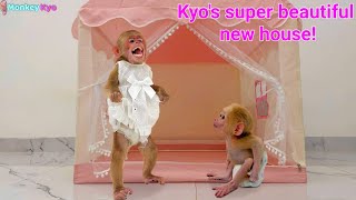 Download Lagu Fans give Kyo a beautiful new house — to the little monkey’s surprise! MP3 Download Lagu Fans give Kyo a beautiful new house — to the little monkey’s surprise! MP3