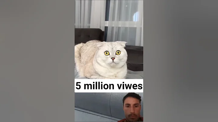 Video 10976071: funny cats catlover cartoon, cats catlover funny animals, cats cute animals catlover