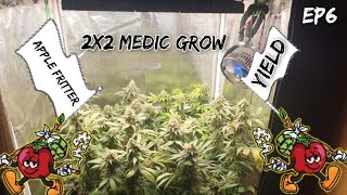 E6 Yilrd Results: The Truth About 2x2 Medic Grow and Apple Fritter