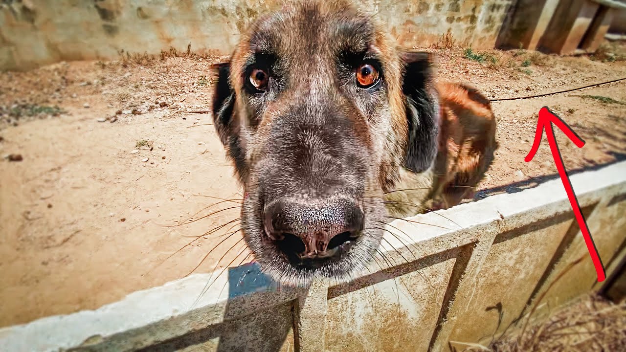 Dog spent his life on a chain… he is begging to be rescued!