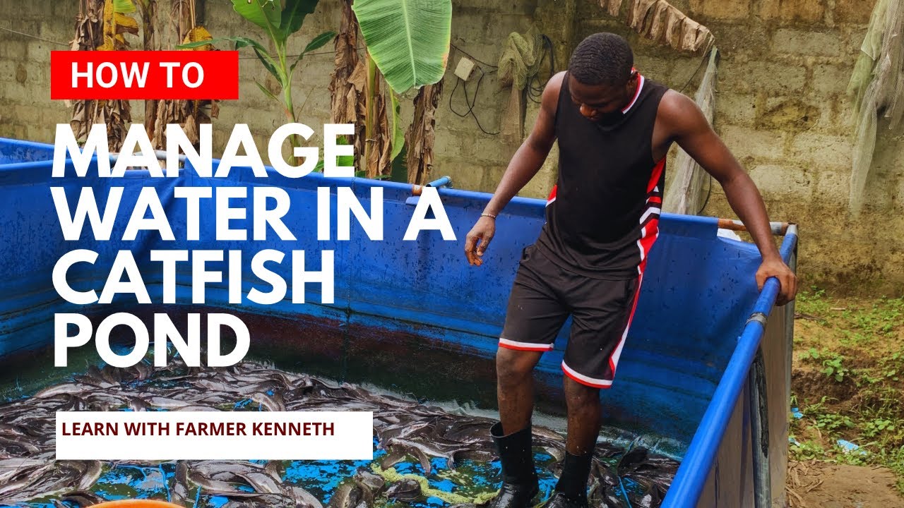 Managing Water in Catfish Pond. catfishfarm fishing trendingshorts