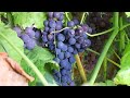 How to Prune Table Grapes for BEGINNERS