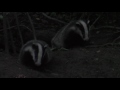 Badger Cubs (and an adult) at Dusk