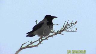 KRÅKA  Hooded Crow  (Corvus cornix)   Klipp  535  S  9