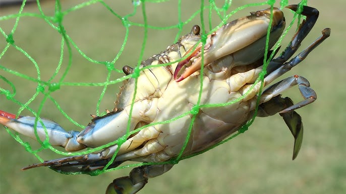 How to Hook a live crab for permit, bonefish and tarpon 