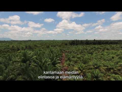 Video: Mihin palmuöljyä käytetään Afrikassa?