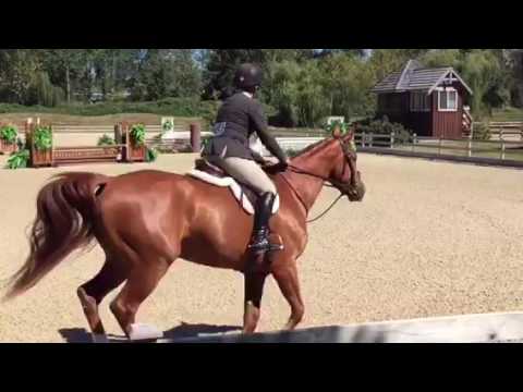 Ezra is a 16.3hh Zeno X Fills Du Lully gelding with miles in both the hunters and jumpers