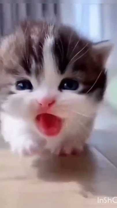 cutie #shorts#youtube#cat love#youtube#cute cat#you are my honey bunny #