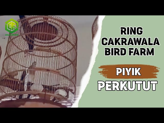 Suara Perkutut Ring CAKRAWALA BIRD FARM - SUTAJAYA BIRD FARM class=