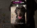 Ranking Dogs Understanding English!