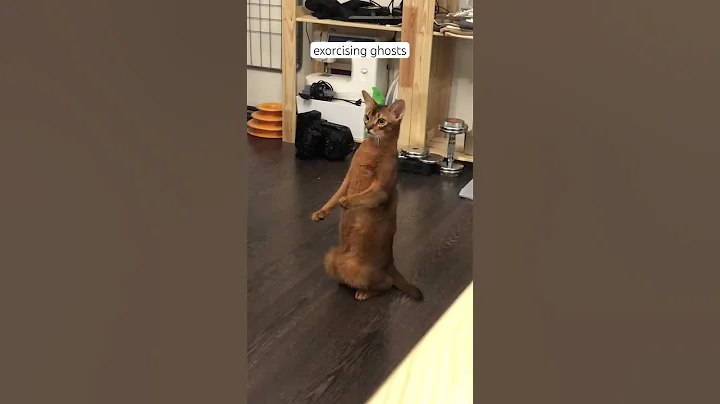 Watch the video about Exorcising ghosts… | Abyssinian cat #catsofyoutube #catshorts #catslover #catvideos #funnyvideo
