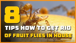 8 How to Get Rid Of Fruit Flies in House