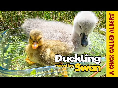 Duckling Thinks Baby Swan is her Mom - Ugly Duckling Opposite