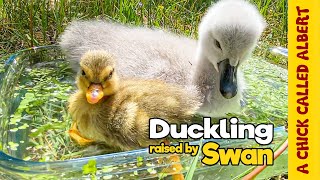 Duckling Thinks Baby Swan Is Her Mom