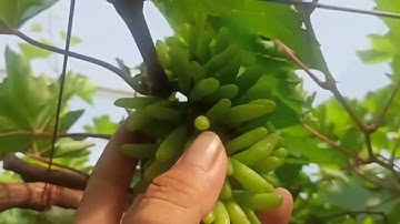 hướng dẫn cách xử lý cho cành nho hóa gỗ nhanh... lh0369274579