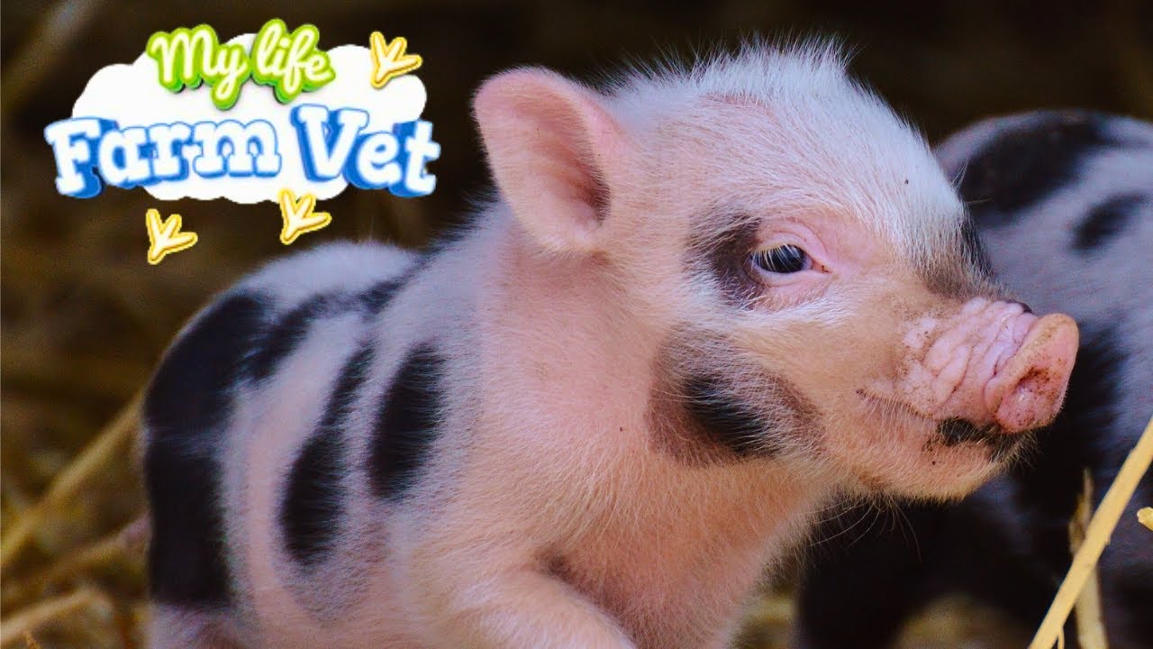 My Life Farm Vet | First Look | Gameplay PC | No Commentary