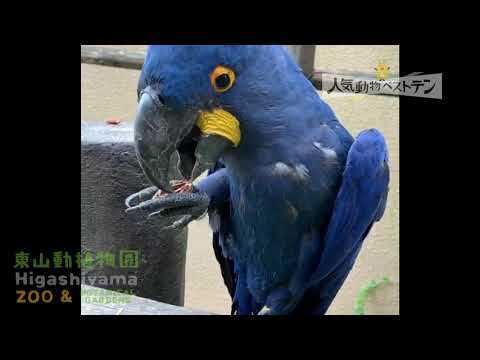 東山動植物園公式】2020動物ベストテン～スミレコンゴウインコ