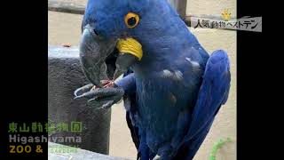 東山動植物園公式】2020動物ベストテン～スミレコンゴウインコ