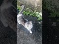 Allah yang maha mengetahui #cat #cats #catlovers #catshorts #catvideos #catmemes #kucing #kitten
