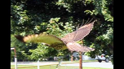 CLAWS, Inc. Four Hawk Release