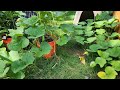 Growing butternut squash in a bucket