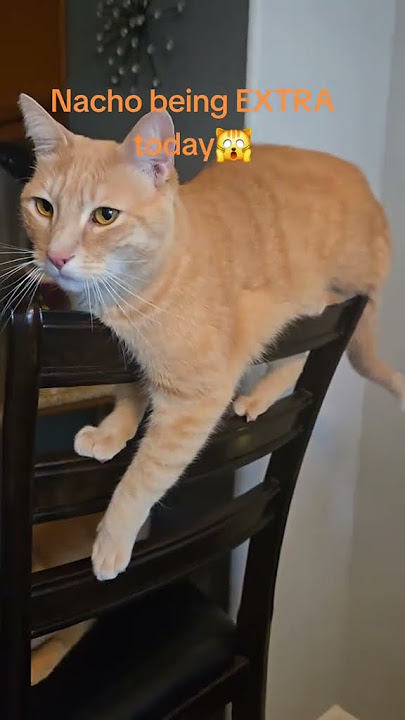 #catoftheday #catlovers #fyp #cat @user7468256639436