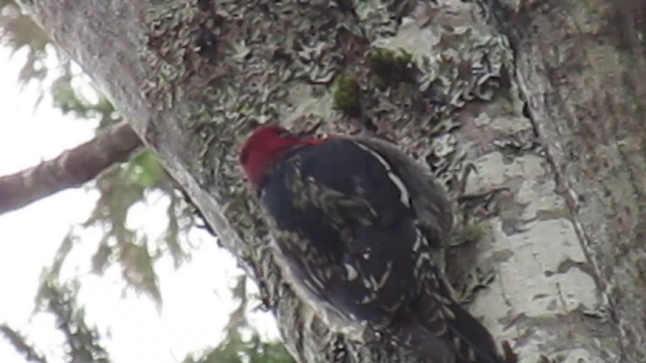 Red-naped Sapsucker in Winter 