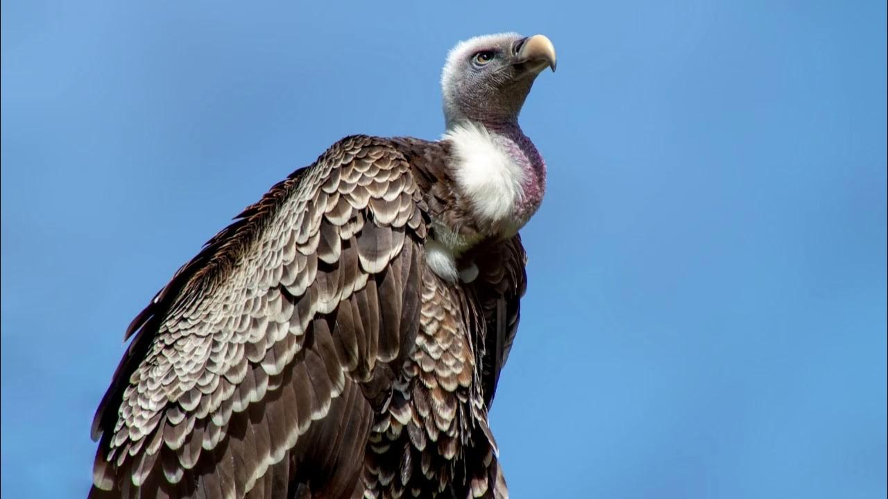 Vulture Noises Vulture Sound Effect YouTube