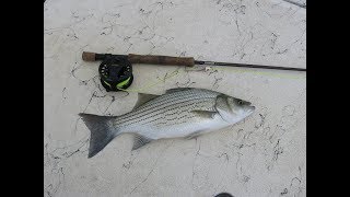Fly Fishing Surface Busting Hybrid Stripers or Wipers, Spotted Bass and White Bass in Allatoona Lake