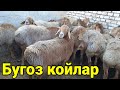 21 йилнинг куй бозор нархлари