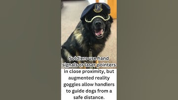 Revolutionizing Canine Warfare! 🐾 AR Goggles for Combat Dogs Unveiled by the US Army! 🇺🇸👁️🐕