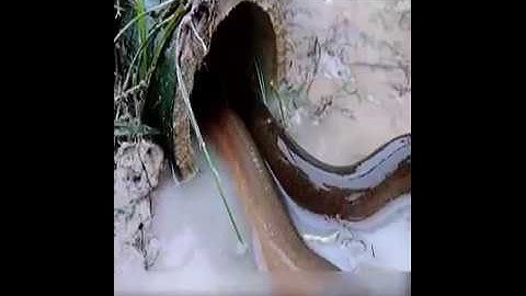 cách bắt lươn cực đơn giãn mà hiệu quả