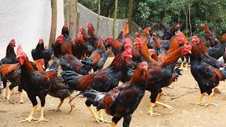 Usaha berawal dari hobi omset 128jt Ternak Ayam Bangkok,untuk pengesahan pencasilat |Kisah inspirasi. 