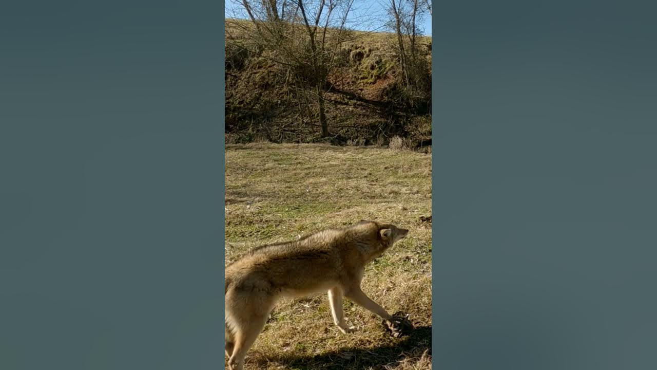 Coyote Barking #shorts #coyotes #wildanimals - YouTube
