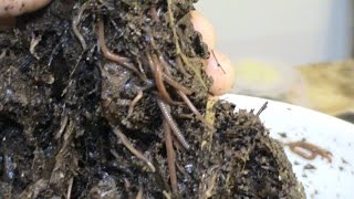 How To Find Your Own Compost Worms.