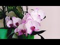 Цветение орхидеи феврале. 2021