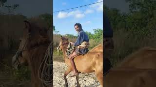 Download Lagu Pendekar Berkuda SUMBA 🐎🐴 MP3
