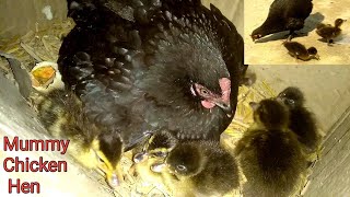 How a chicken raise ducks || Mummy chicken II Duck raising II Batak palan I murgi aur batak  II Hash