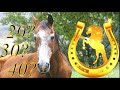 Сколько лет живет лошадь?
