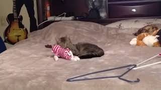 Kitty kicks sock monkeys butt then takes on the real monkey