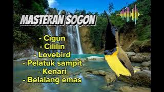 SUPER EDAN📍 MASTERAN SOGON FULL NEMBAK ISIAN MANTAP . #sogongacor #masteransogon #sogon