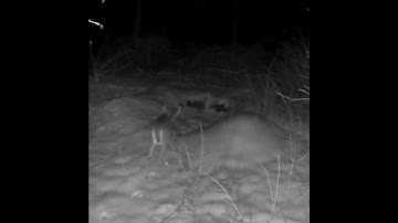 Big Buck Trips The Trap 😂 #Trapping #Coyotes #Duke Traps #RedFox