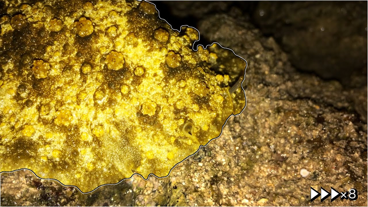 Higher terrestrial ability sea slug escape from the light[Peronia verruculata]