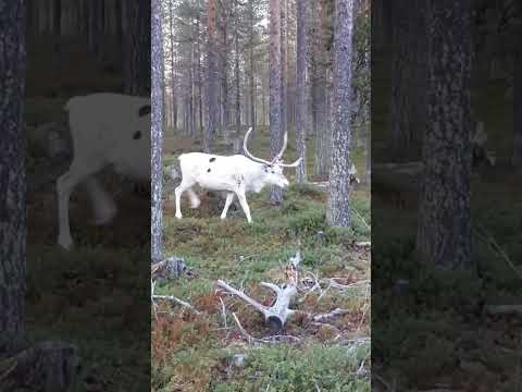 Video: Wit eland: albino of 'n nuwe variëteit?