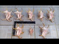 Lambis chiragraspider conch shell collection junexboy