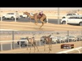 سباق أمير البلاد المفدى للهجن العربية الأصيلة ثنايا بكار الشوط الأول 26 01 2014 سباق أمير البلاد المفدى للهجن العربية الأصيلة ثنايا بكار الشوط الأول 26 01 2014
